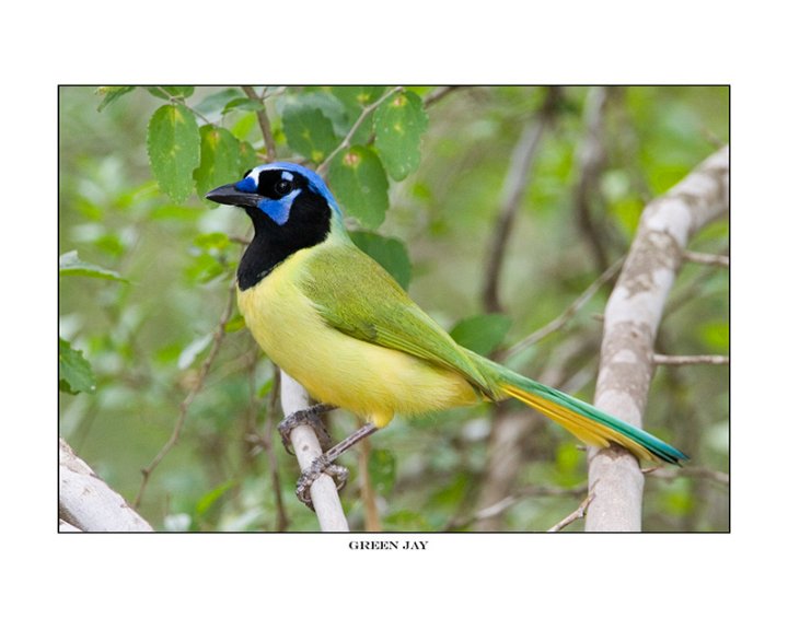 0325-1 green jay.jpg